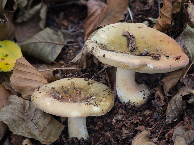 Russula clavipes